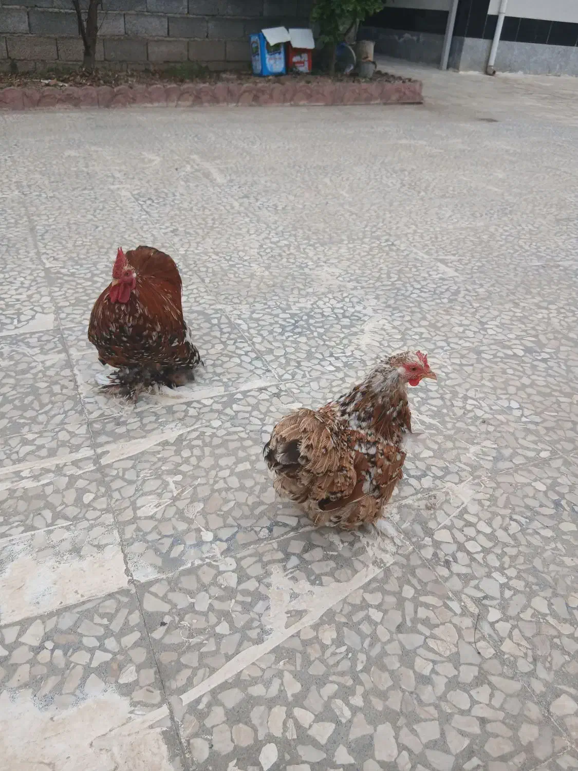 مرغ امپراطوری|حیوانات مزرعه|رودبنه, |دیوار