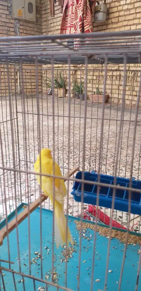 قناری درجه یک کشیده|پرنده|شوش, |دیوار