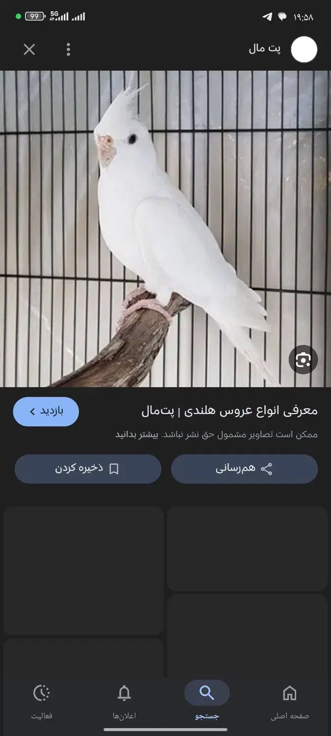 فروش فوری|پرنده|زاهدان, |دیوار