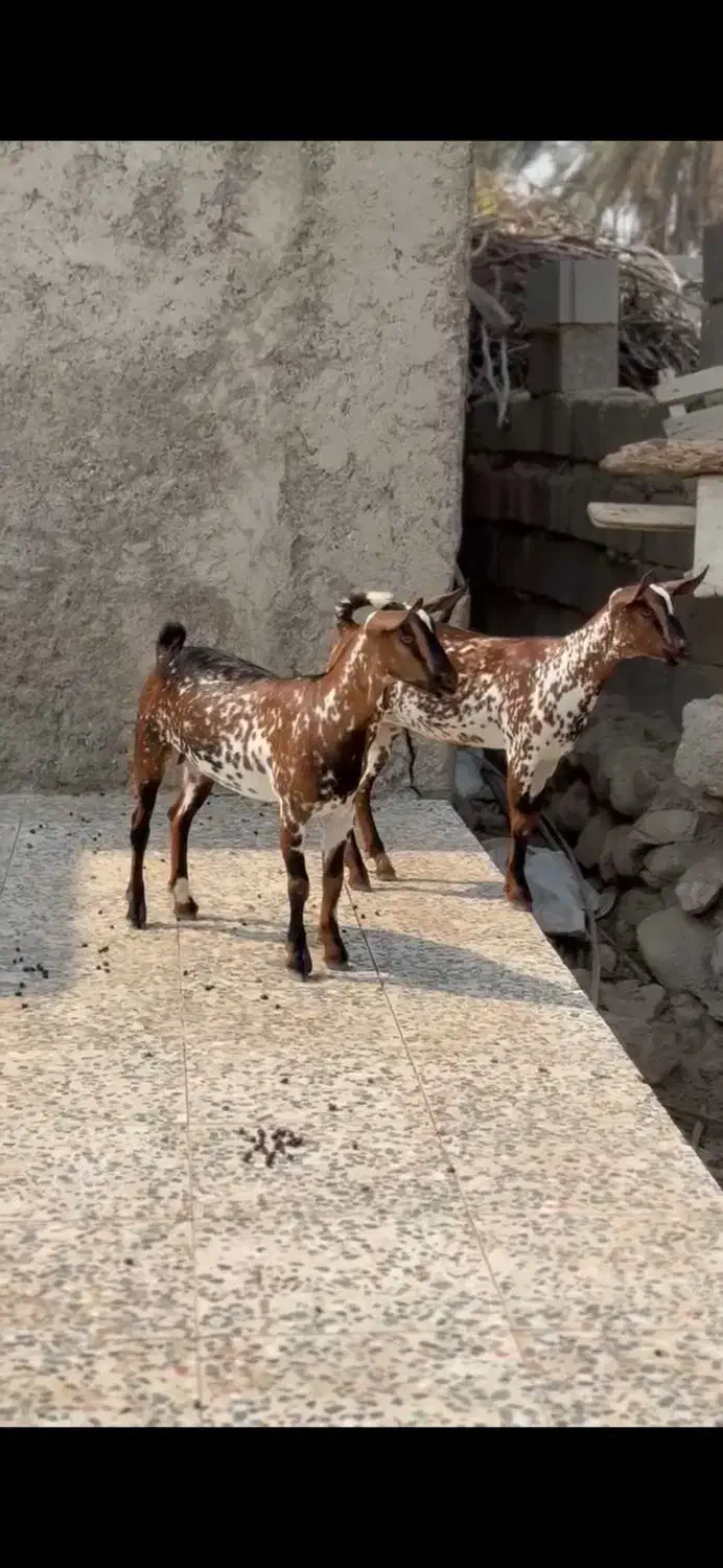 بزغاله خالص|حیوانات مزرعه|سنندج, |دیوار