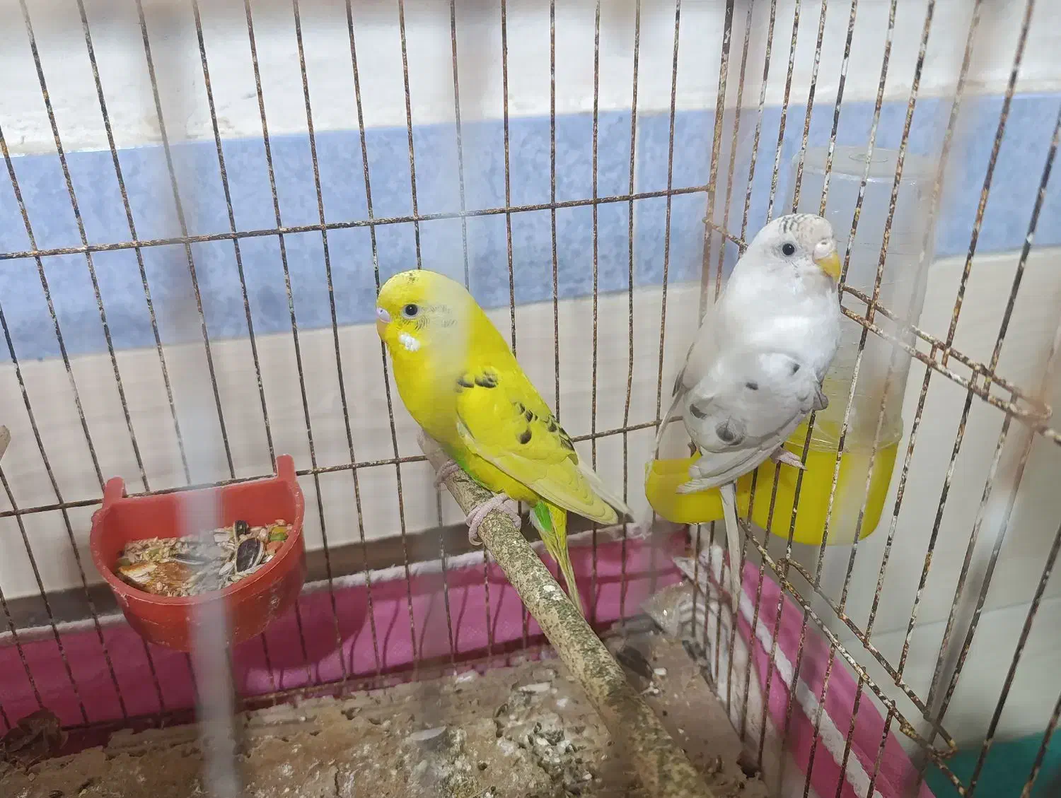 مرغ عشق|پرنده|برازجان, |دیوار