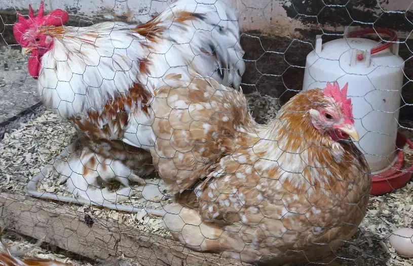 تخم کوشین|حیوانات مزرعه|لولمان, |دیوار