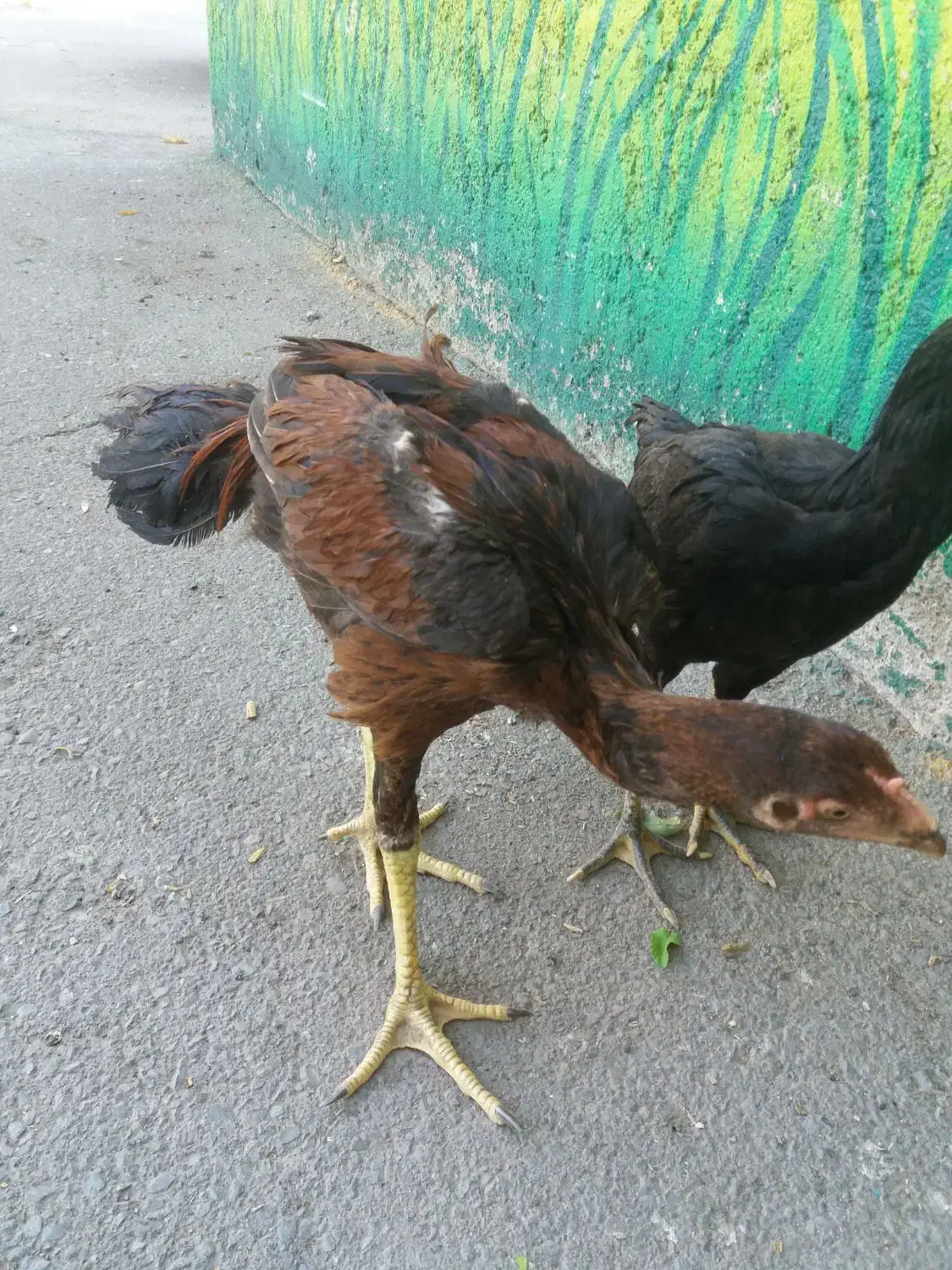 مرغ و خروس اصیل لاری|حیوانات مزرعه|تهران, شهرک امام خمینی|دیوار