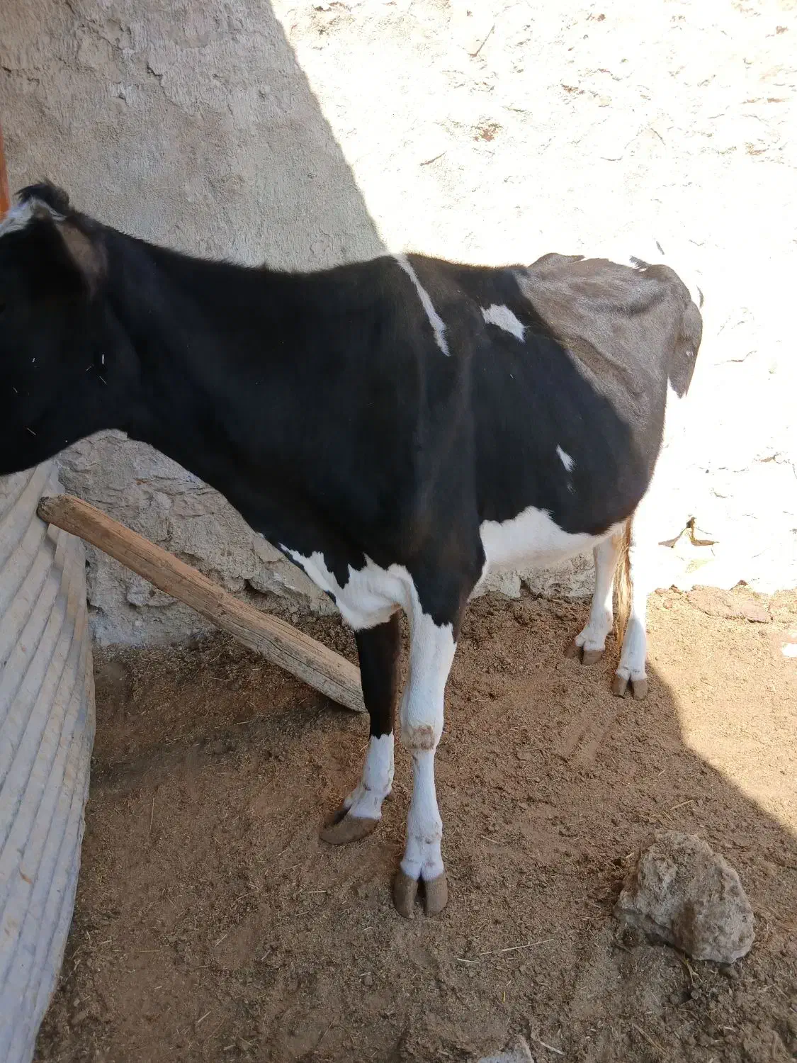 گاوشیری نژاد اصیل|حیوانات مزرعه|مسجد سلیمان, |دیوار