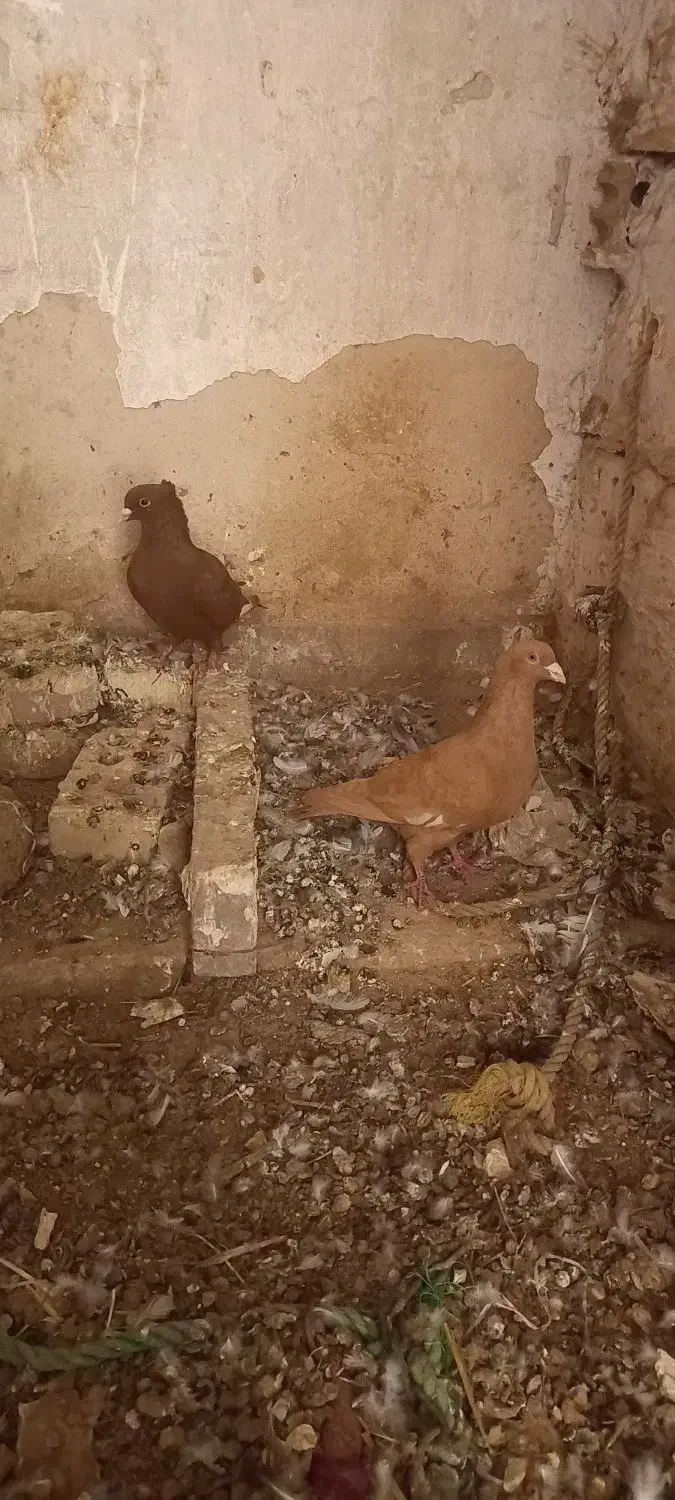 سرخ و زرد گرفتنی|پرنده|شوشتر, |دیوار