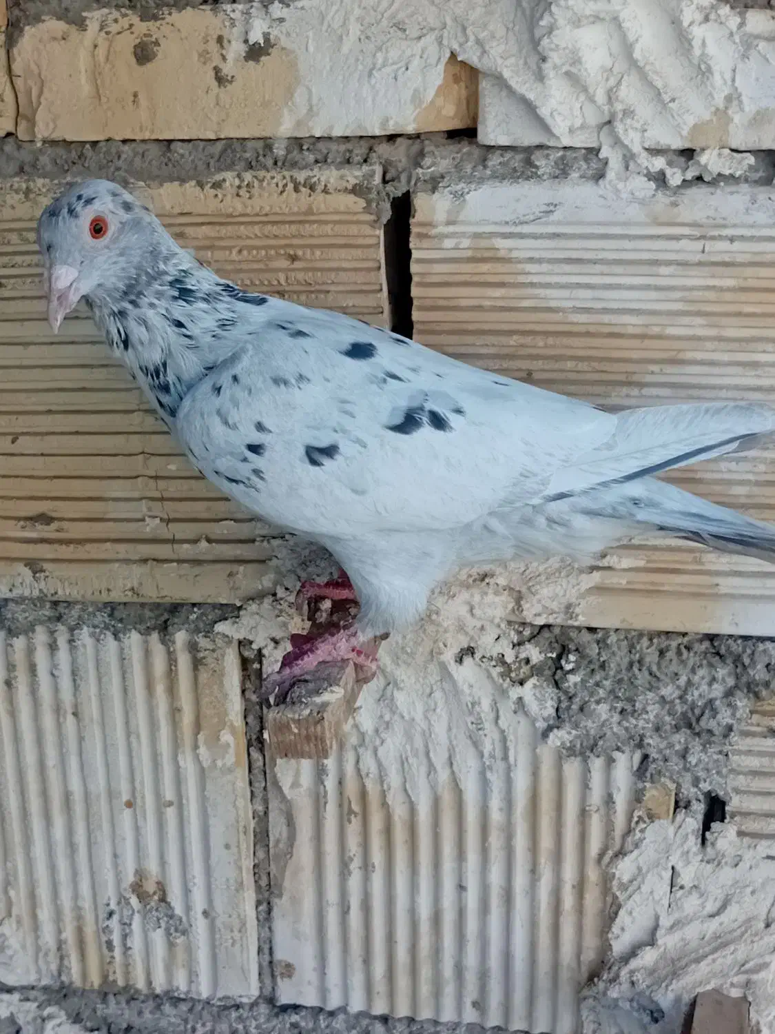 کبوتر سرور|پرنده|لنجان, |دیوار
