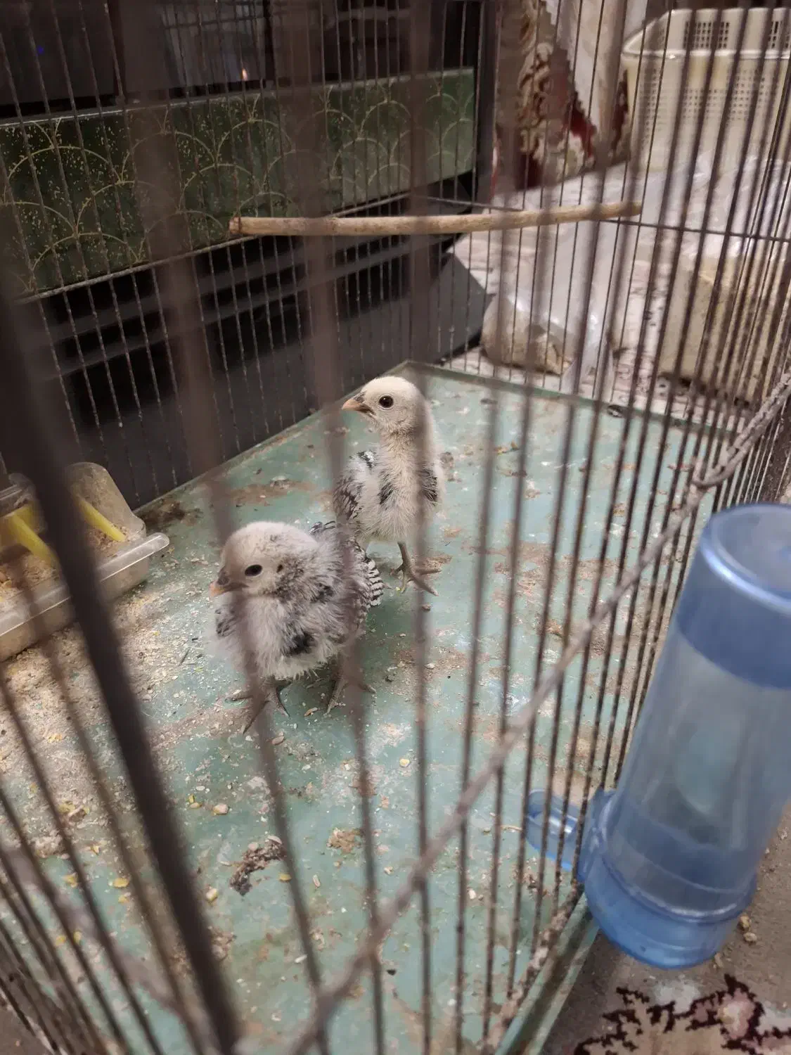 دو عدد جوجه مینیاتوری سبرایت|حیوانات مزرعه|اردکان, |دیوار