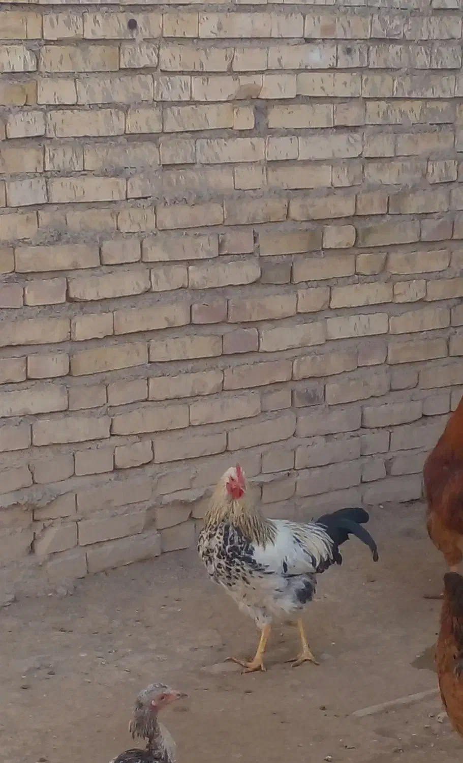 خروس|حیوانات مزرعه|بیجار, |دیوار