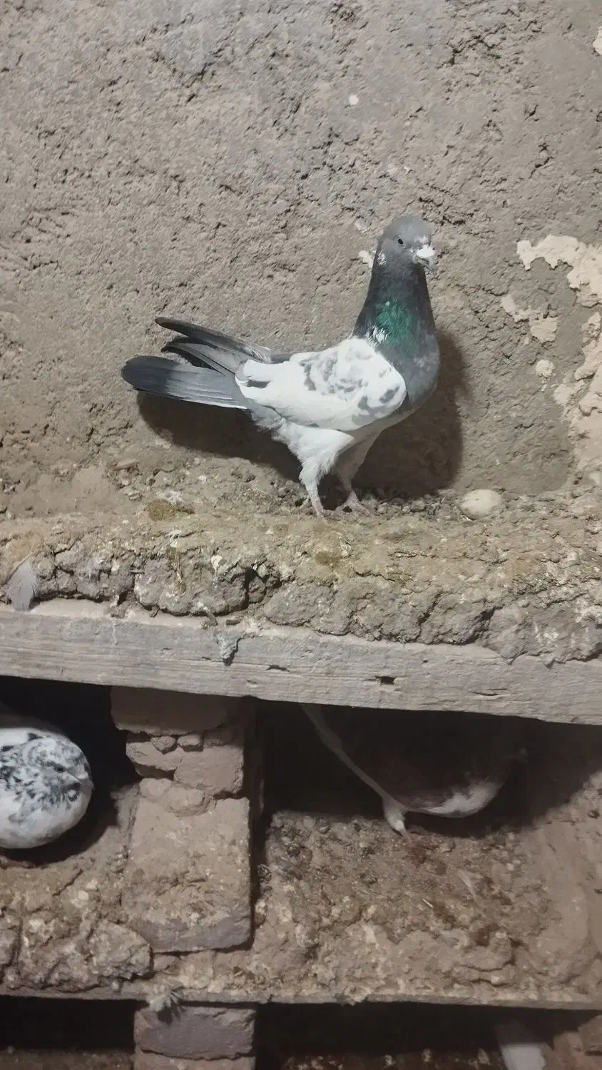 4عدد پاکستانی سه نر یه ماده|پرنده|قصابه, |دیوار