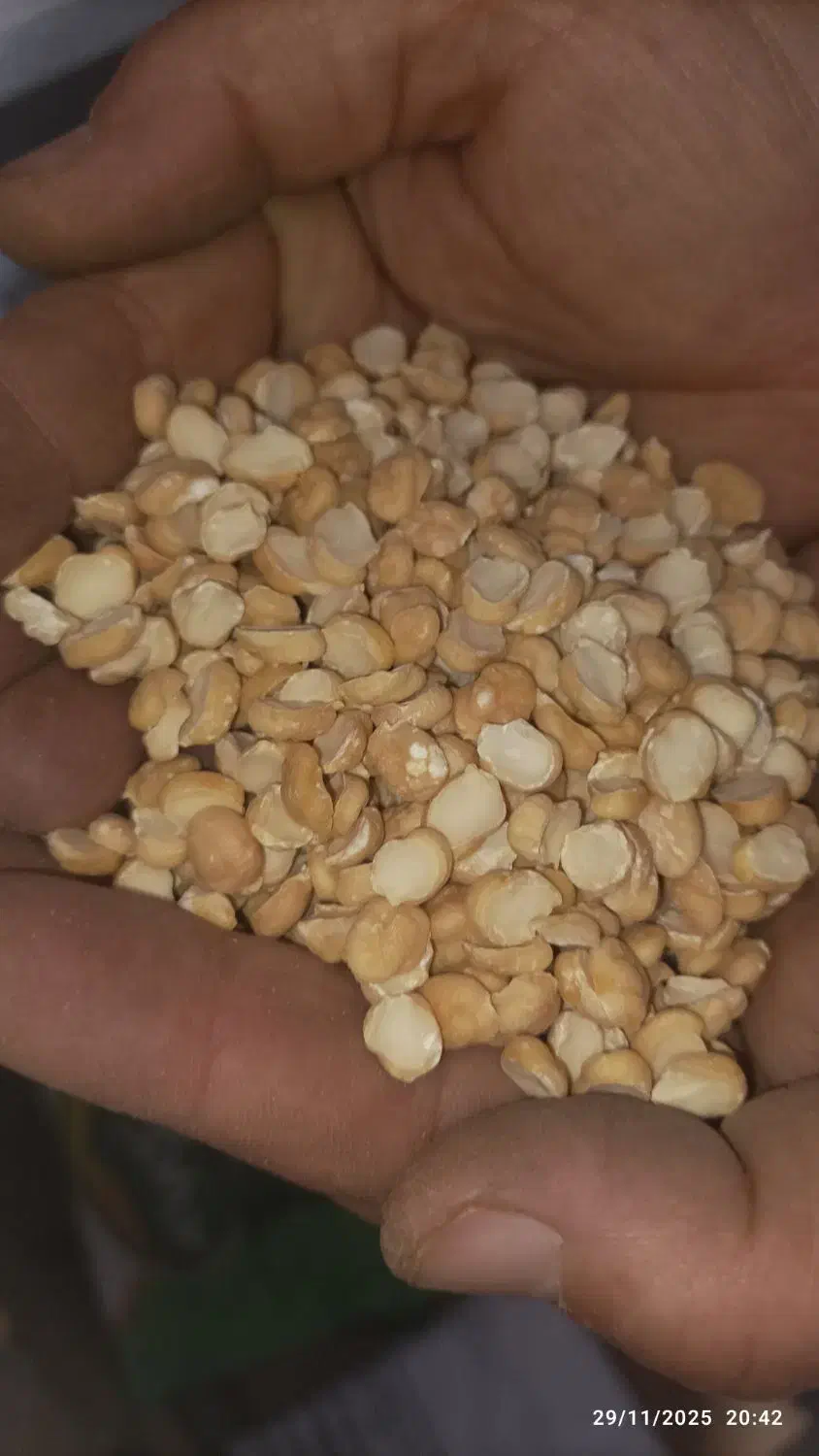 لپه درشت|خوردنی و آشامیدنی|میاندوآب, |دیوار