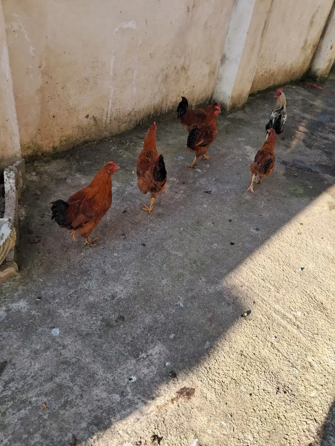 مرغ وخروس در فومن|حیوانات مزرعه|رشت, یخسازی|دیوار