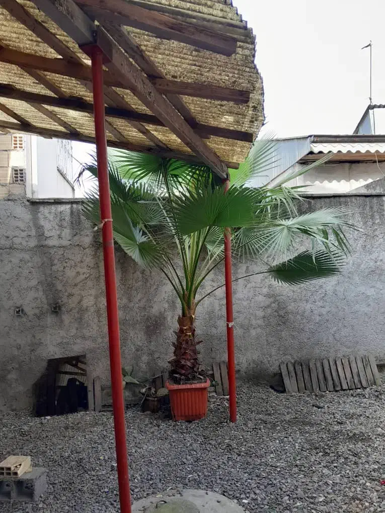 گل پالم حدود 3 متر داخل گلدان|گل و گیاه طبیعی|رشت, دیلمان|دیوار