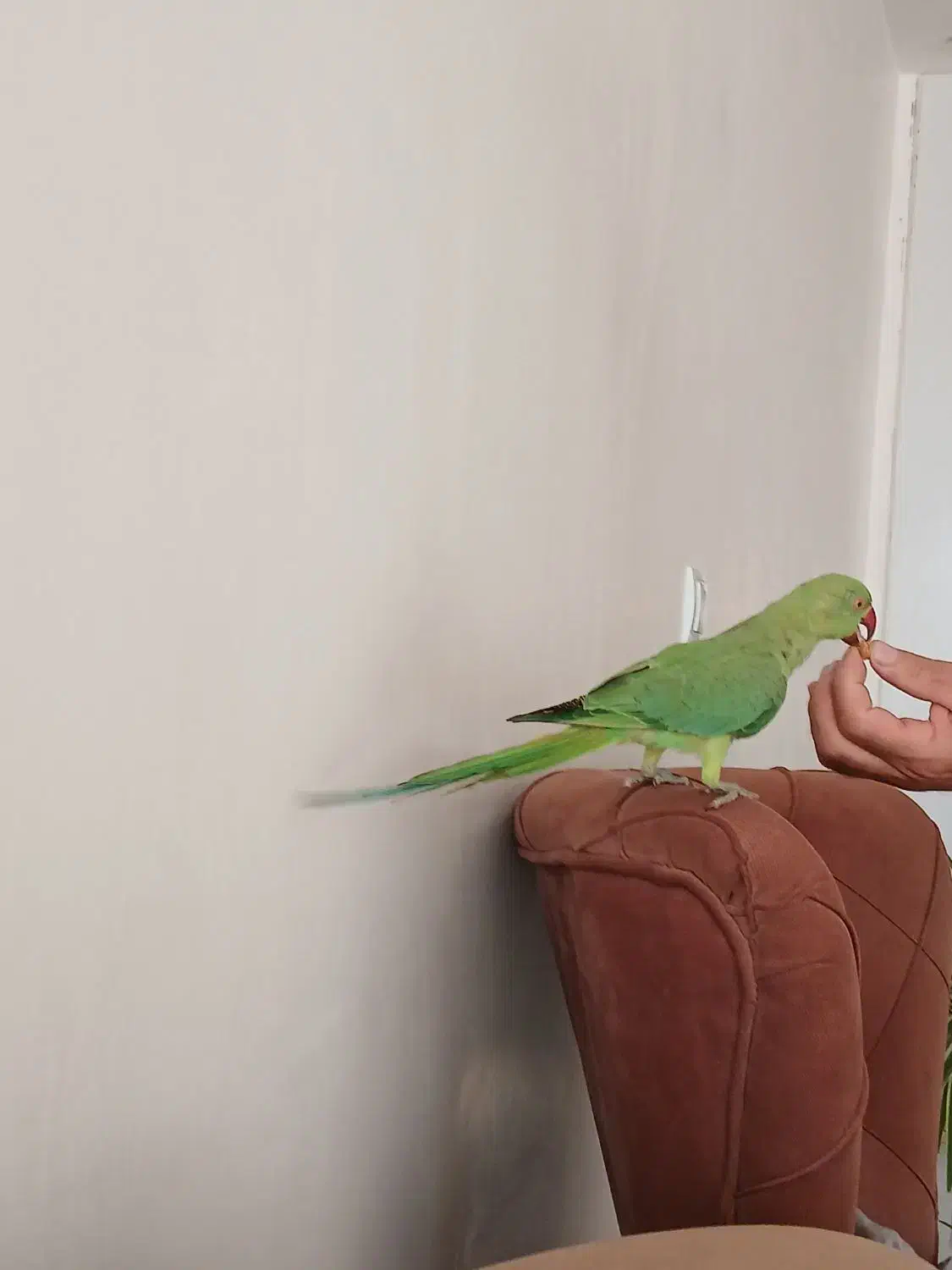 طوطی|پرنده|خرمدره, |دیوار