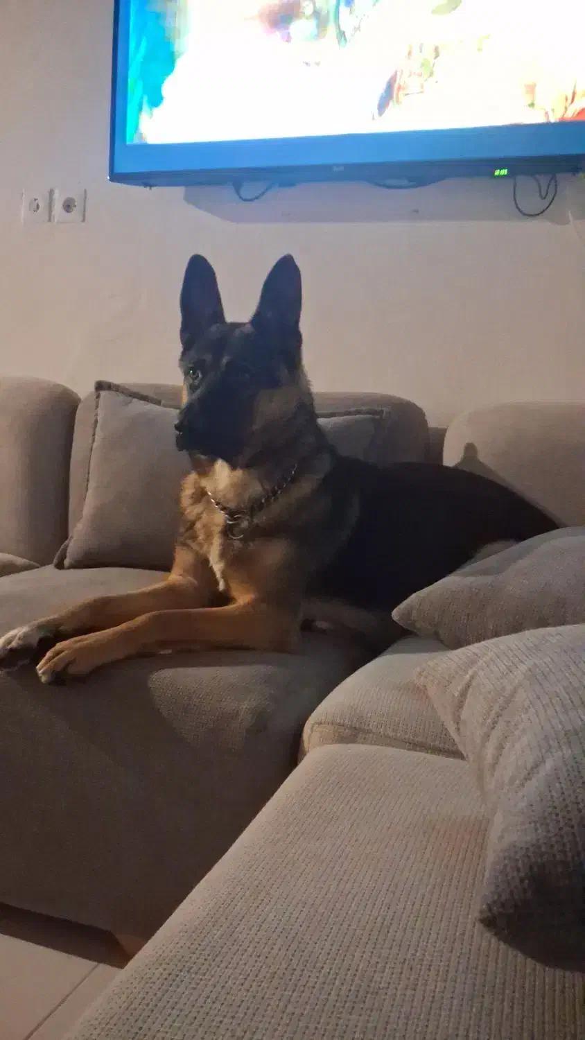 سگ ژرمن شپرد|سگ|آرادان, |دیوار