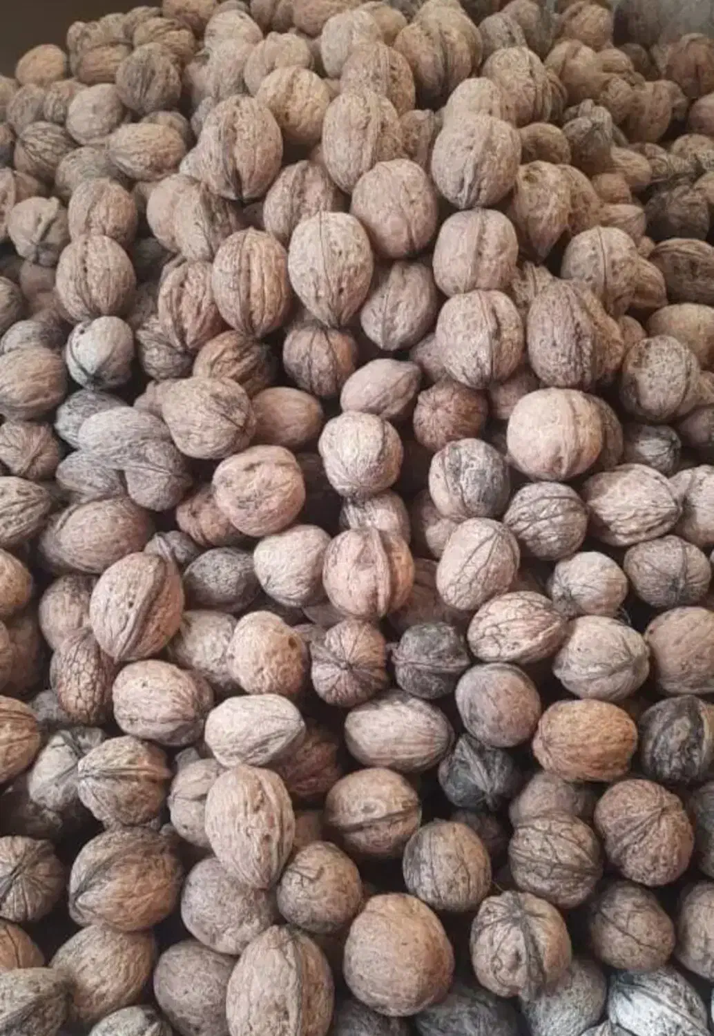 گردو تازه (روغن دار)|خوردنی و آشامیدنی|کرج, شهرک بنفشه|دیوار