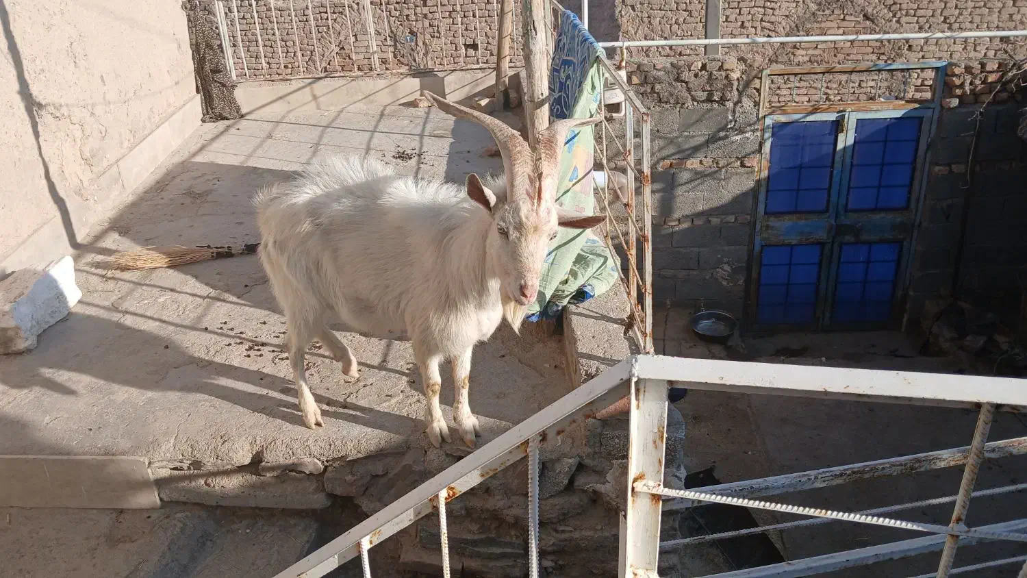 تکه سانن|حیوانات مزرعه|سرداران, |دیوار