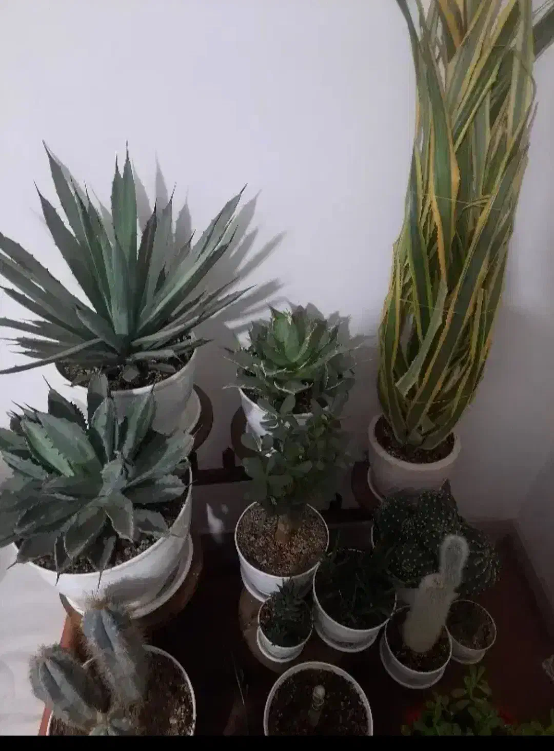 تعدادی گل وگیاه آپارتمانی بسیار زیبا و بزرگ|گل و گیاه طبیعی|شهریار, کهنز|دیوار