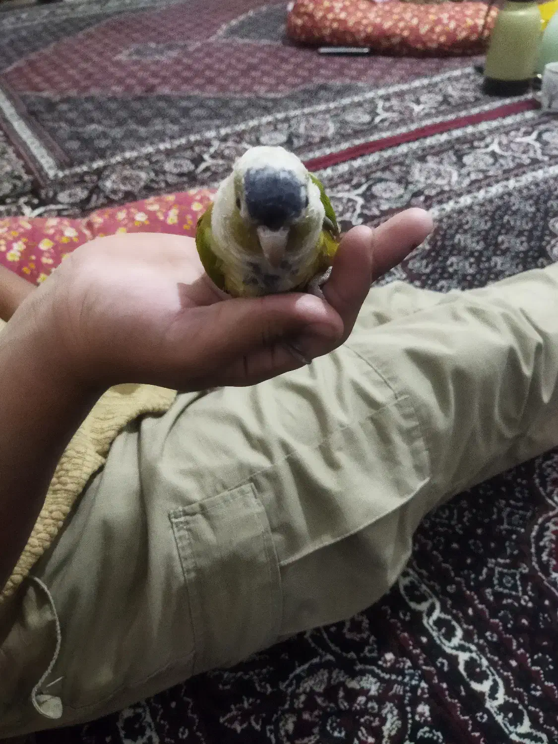 فروش طوطی گرینچیک|پرنده|میانه, |دیوار