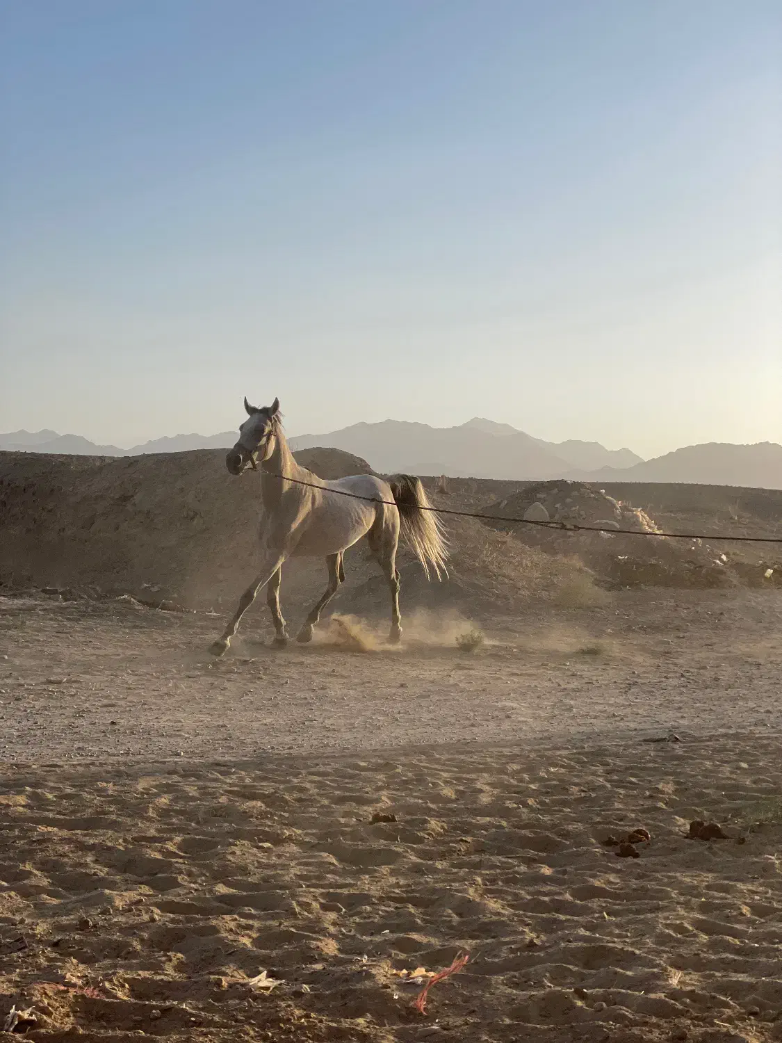 مادیون ابرش ۶ دنگ|اسب و تجهیزات اسب‌سواری|کاشان, استرک|دیوار