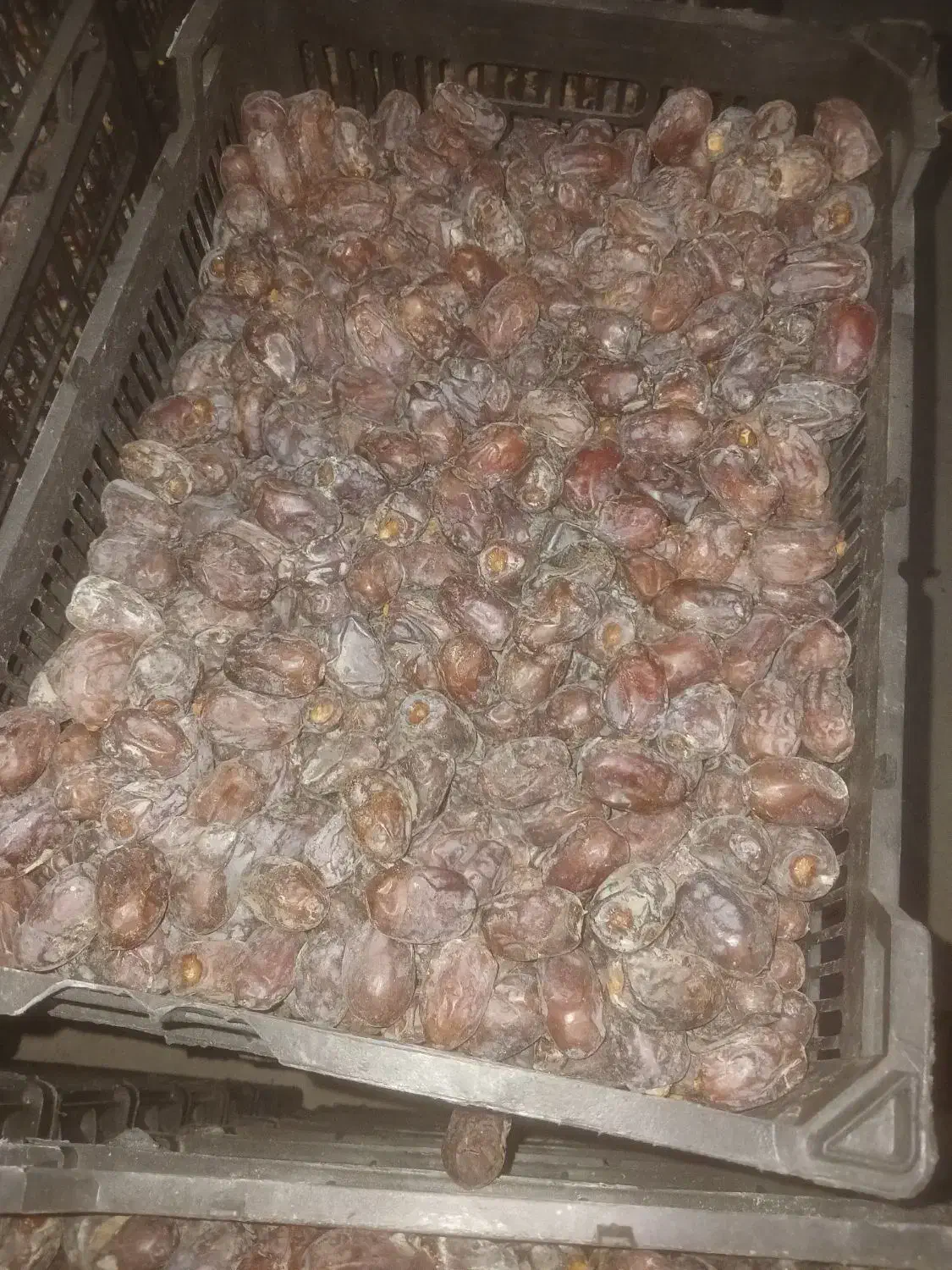 فروش خرما کلوته|عمدهفروشی|چاه مرید, |دیوار