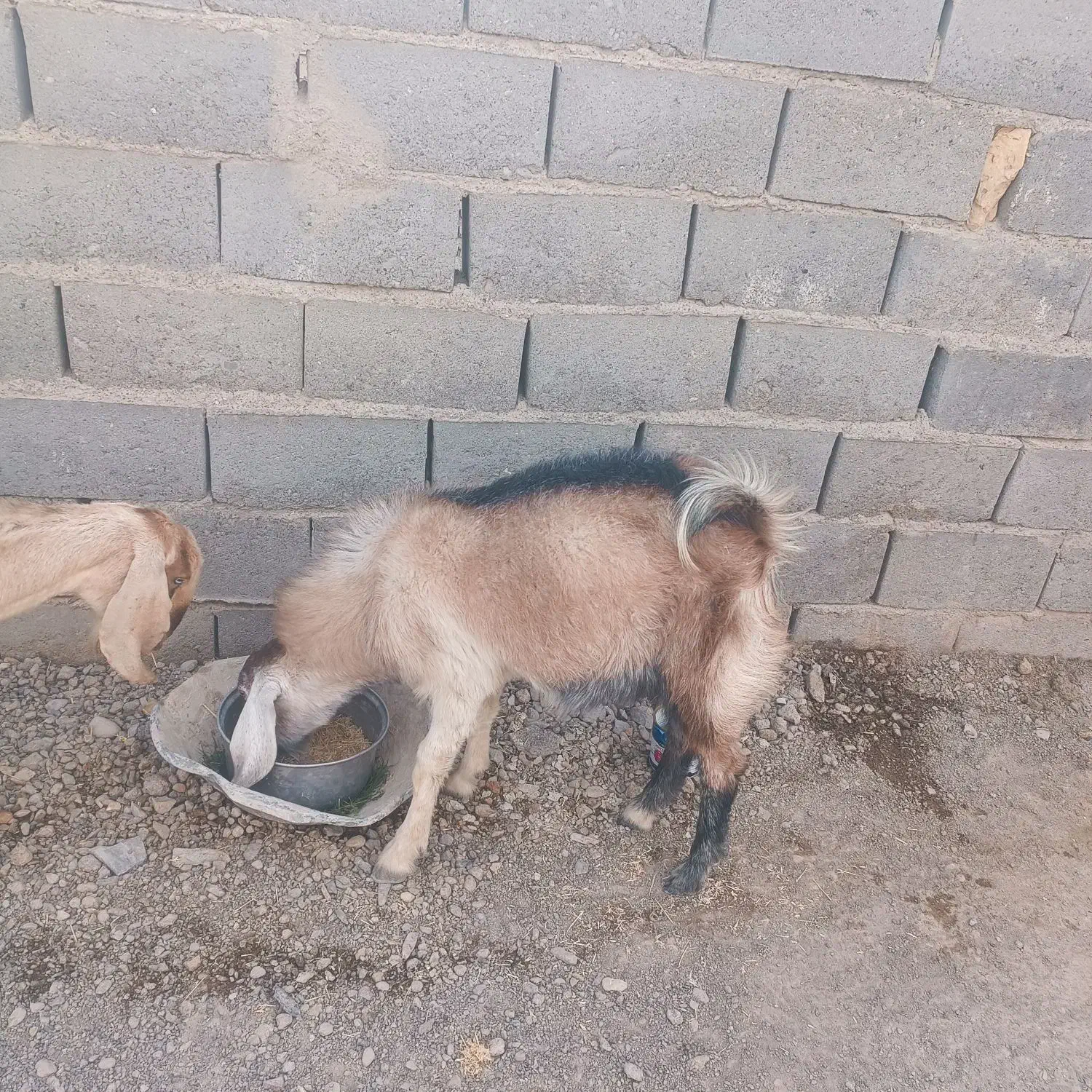 کهرنرگوشتی به فروش میرسد|حیوانات مزرعه|زابل, |دیوار