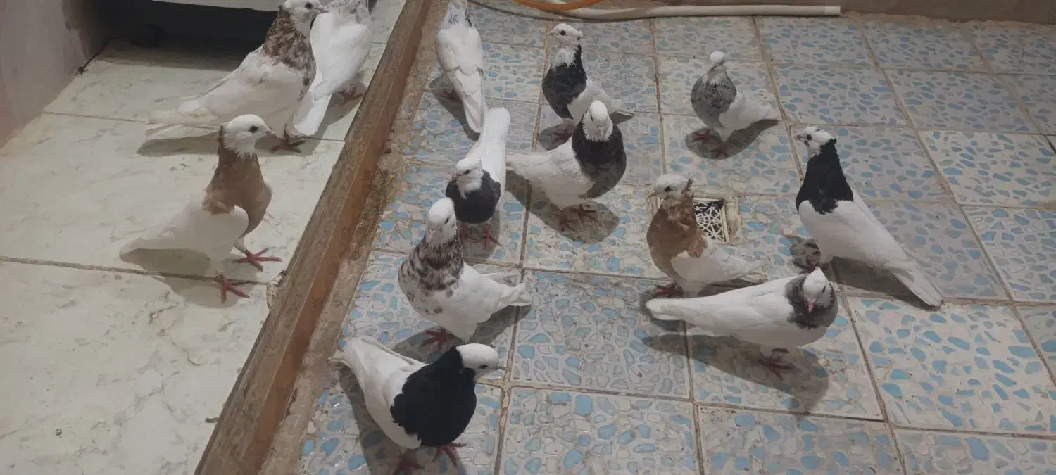 کبوتر توقی|پرنده|کارون, |دیوار