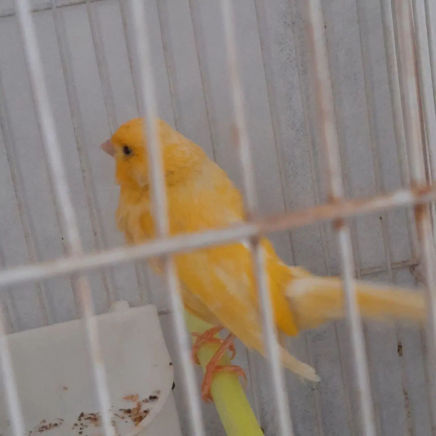 قناری نر|پرنده|مشهد, کلاته برفی|دیوار