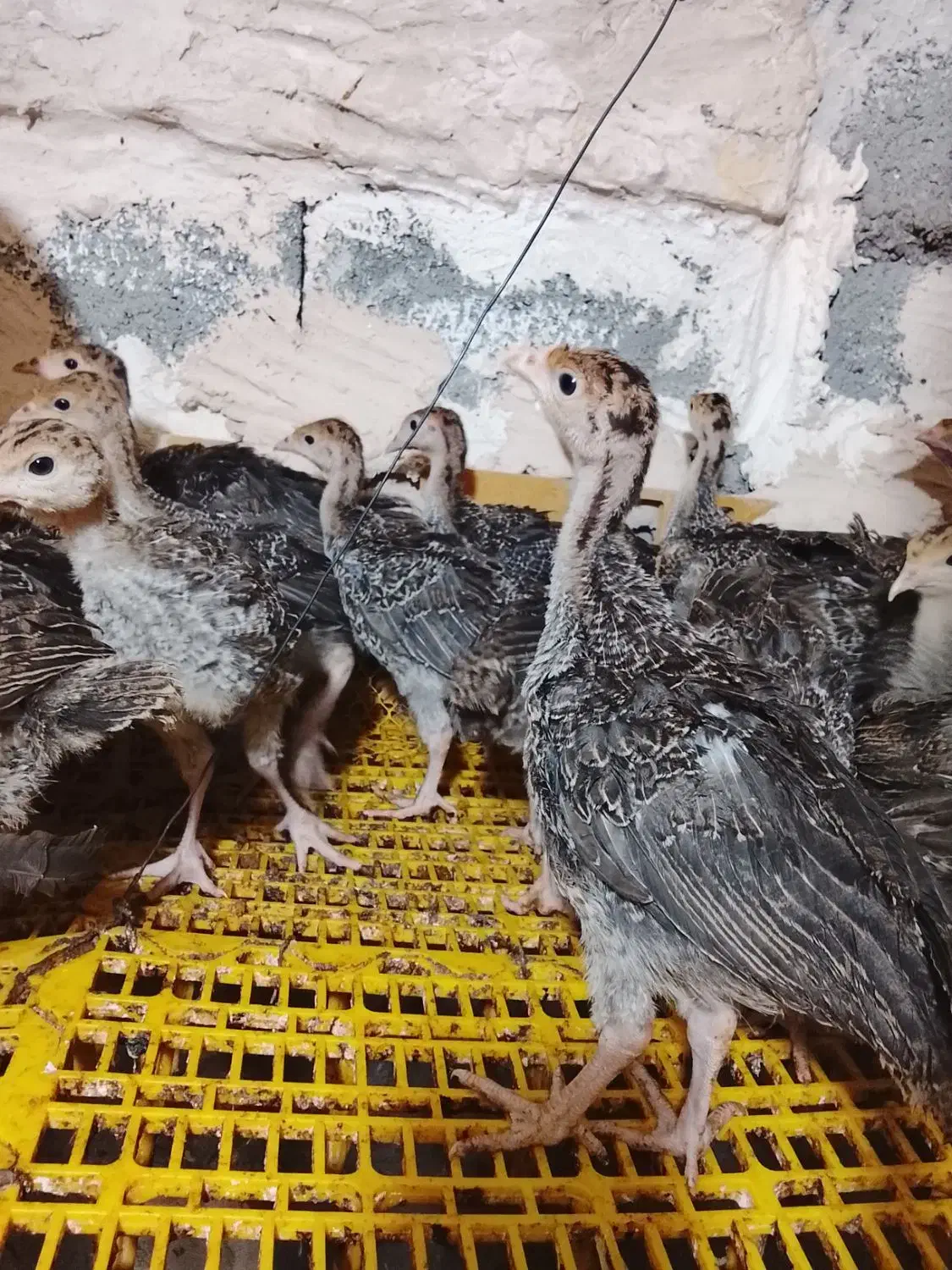 جوجه بوقلمون برنز|حیوانات مزرعه|مشهد, امیر آباد|دیوار