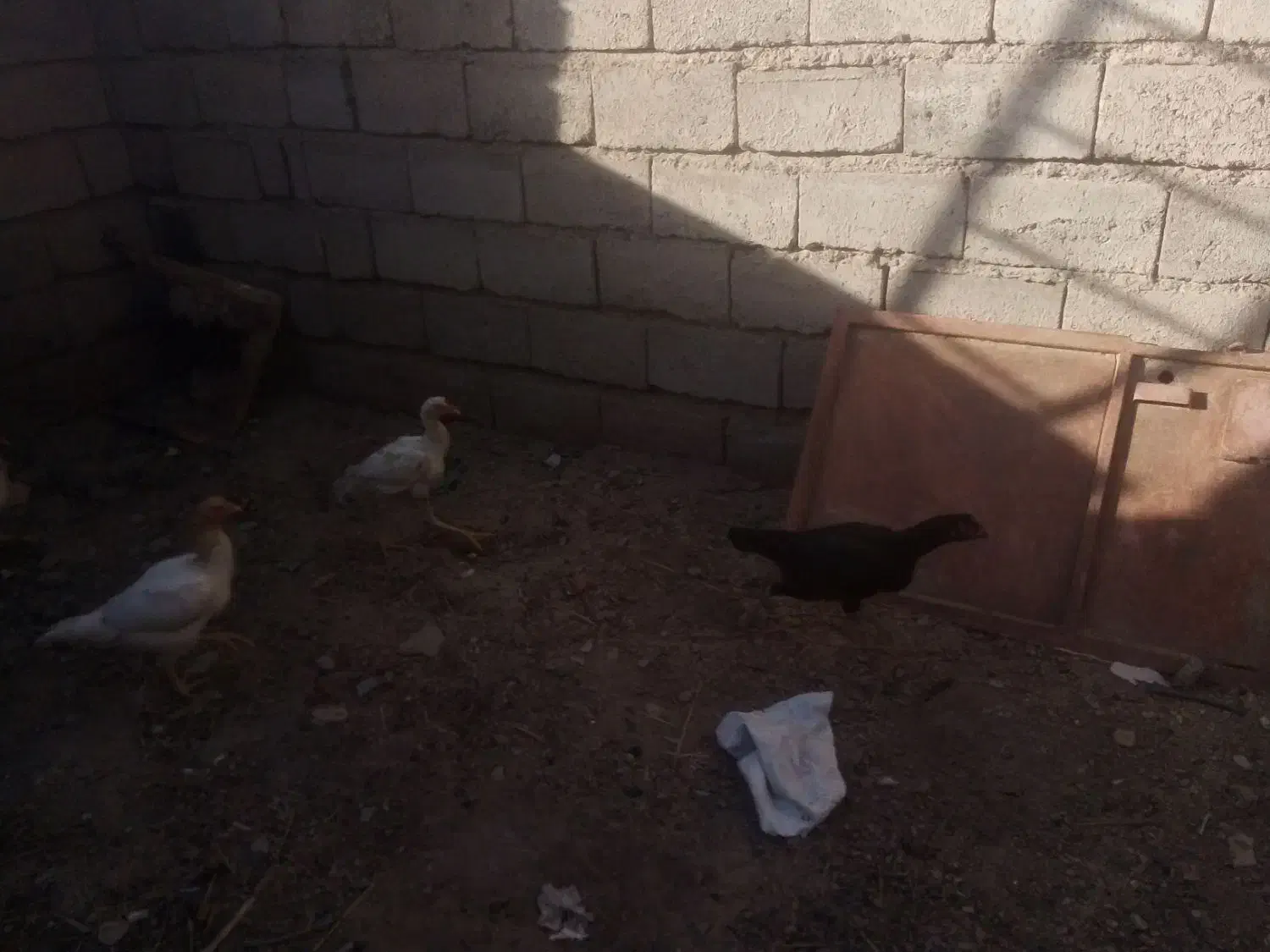 مورغفروشی|حیوانات مزرعه|سیستان, |دیوار