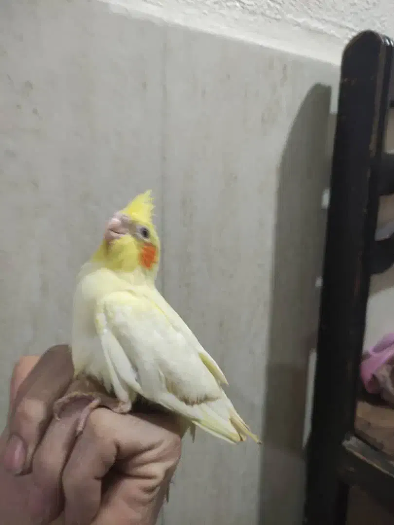 جوجه عروس هلندی رام دستی سرلاکی|پرنده|شریف‌آباد, |دیوار