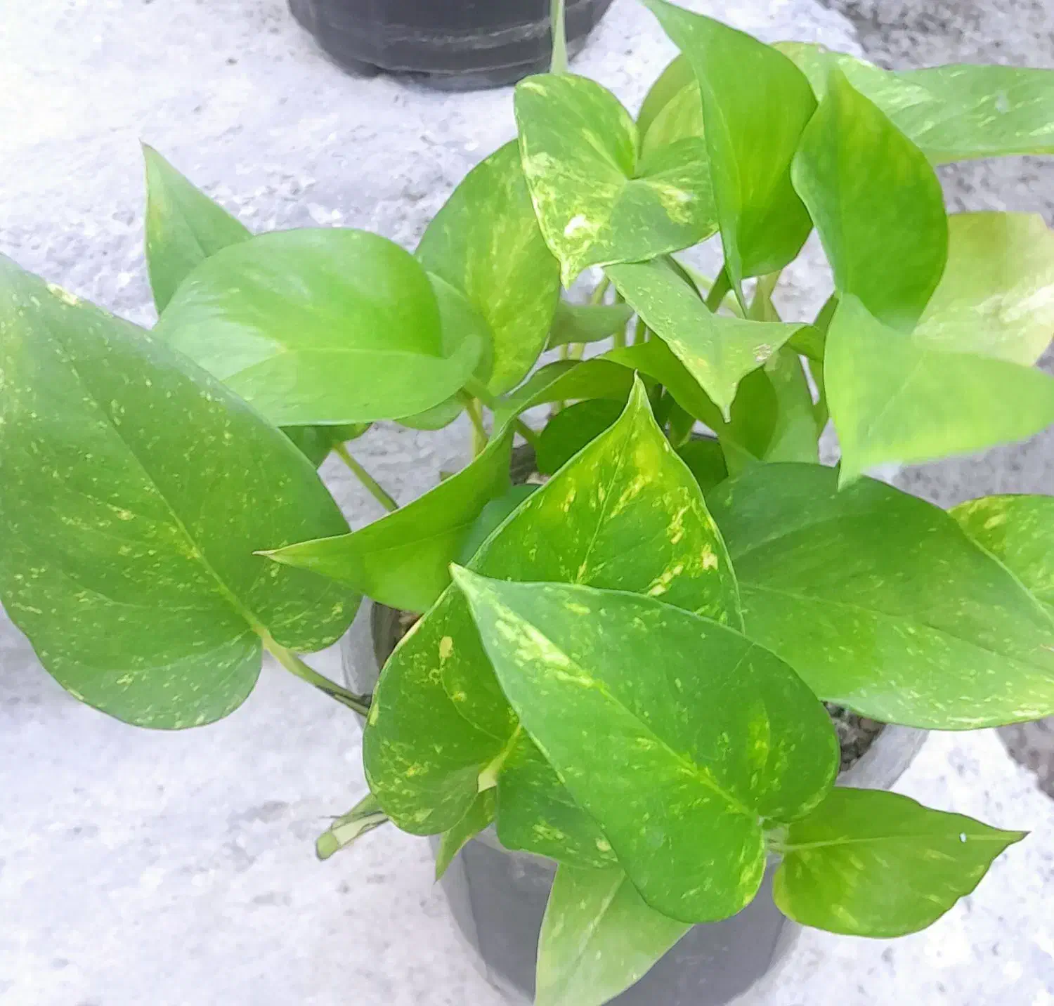 گلدون.|عمده‌فروشی|آباده, |دیوار