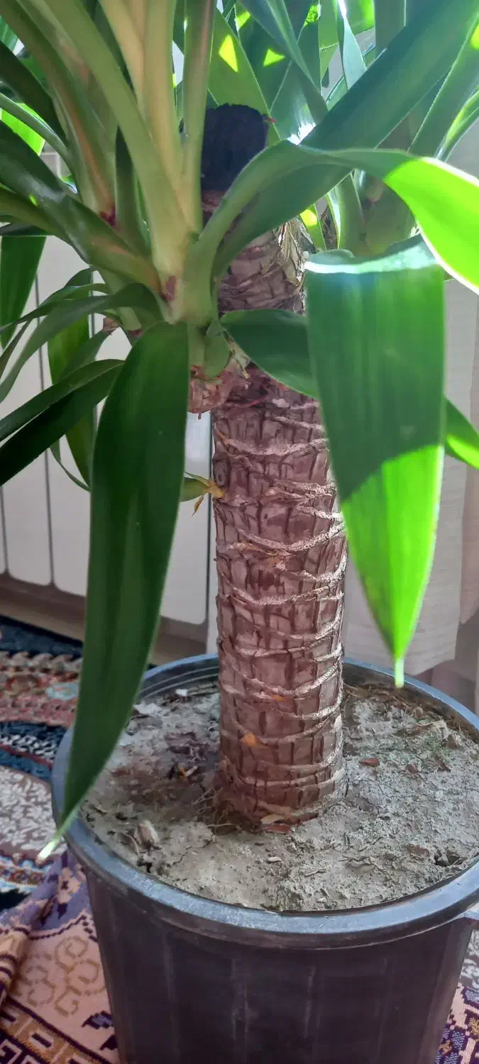 گل طبیعی|گل و گیاه طبیعی|سنندج, |دیوار