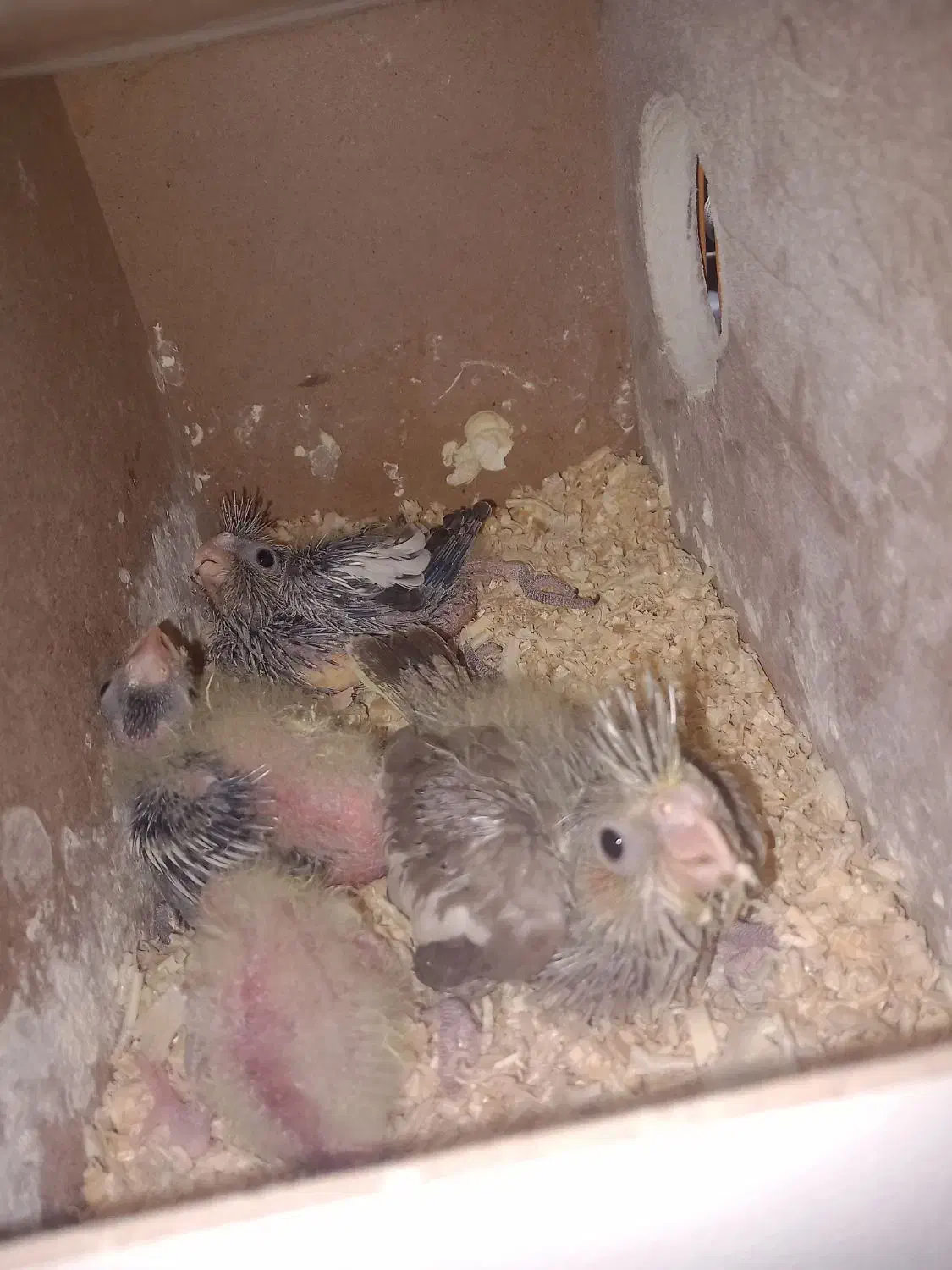 عروس هلندی|پرنده|مشهد, طرق|دیوار