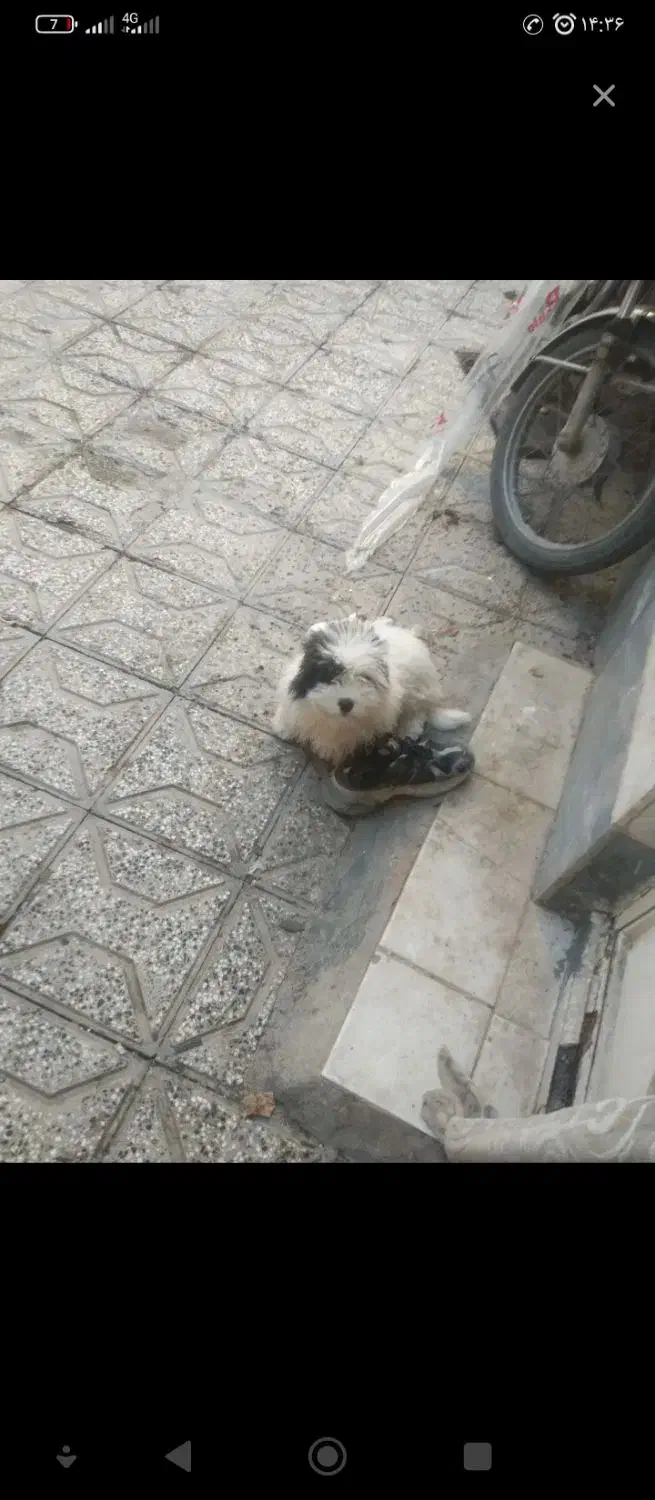 ژرمن|سگ|تربت‌حیدریه, باغ سلطانی|دیوار