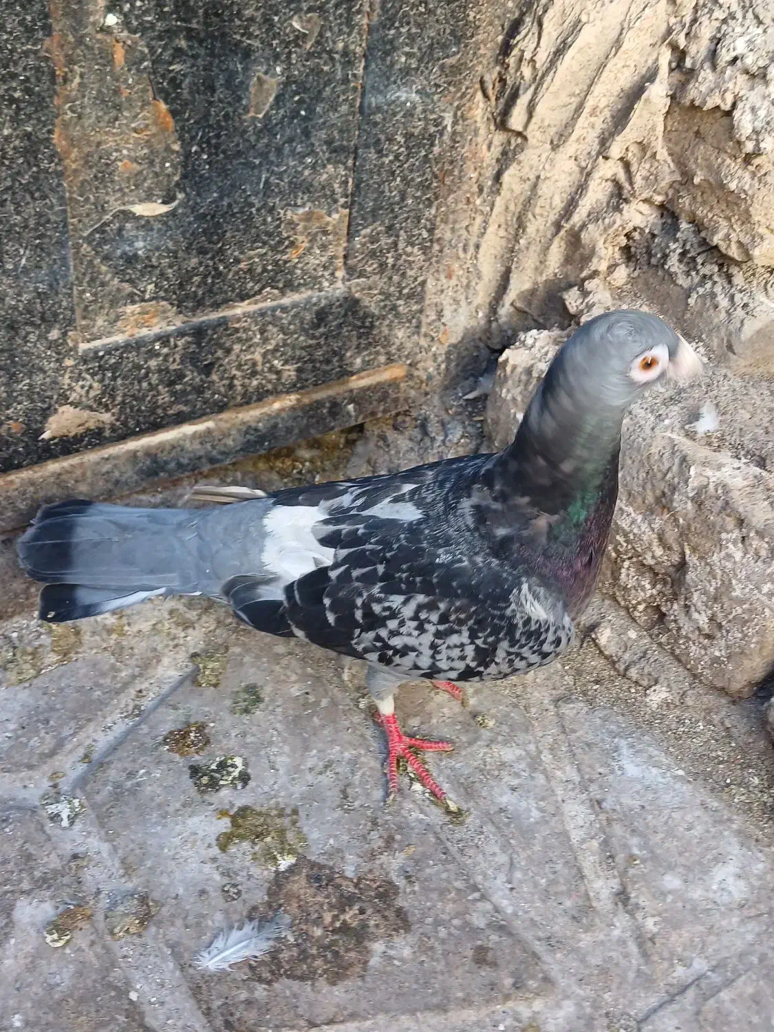 کفتر|کلکسیون اشیاء عتیقه|مشهد, فدک|دیوار