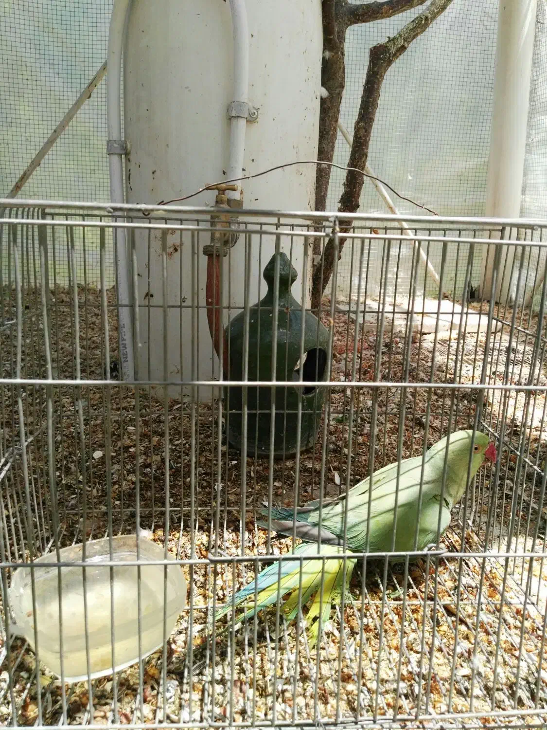 طوطی کوتوله برزیلی مولد ملنگو جفت وتکی|پرنده|خمینیشهر, |دیوار