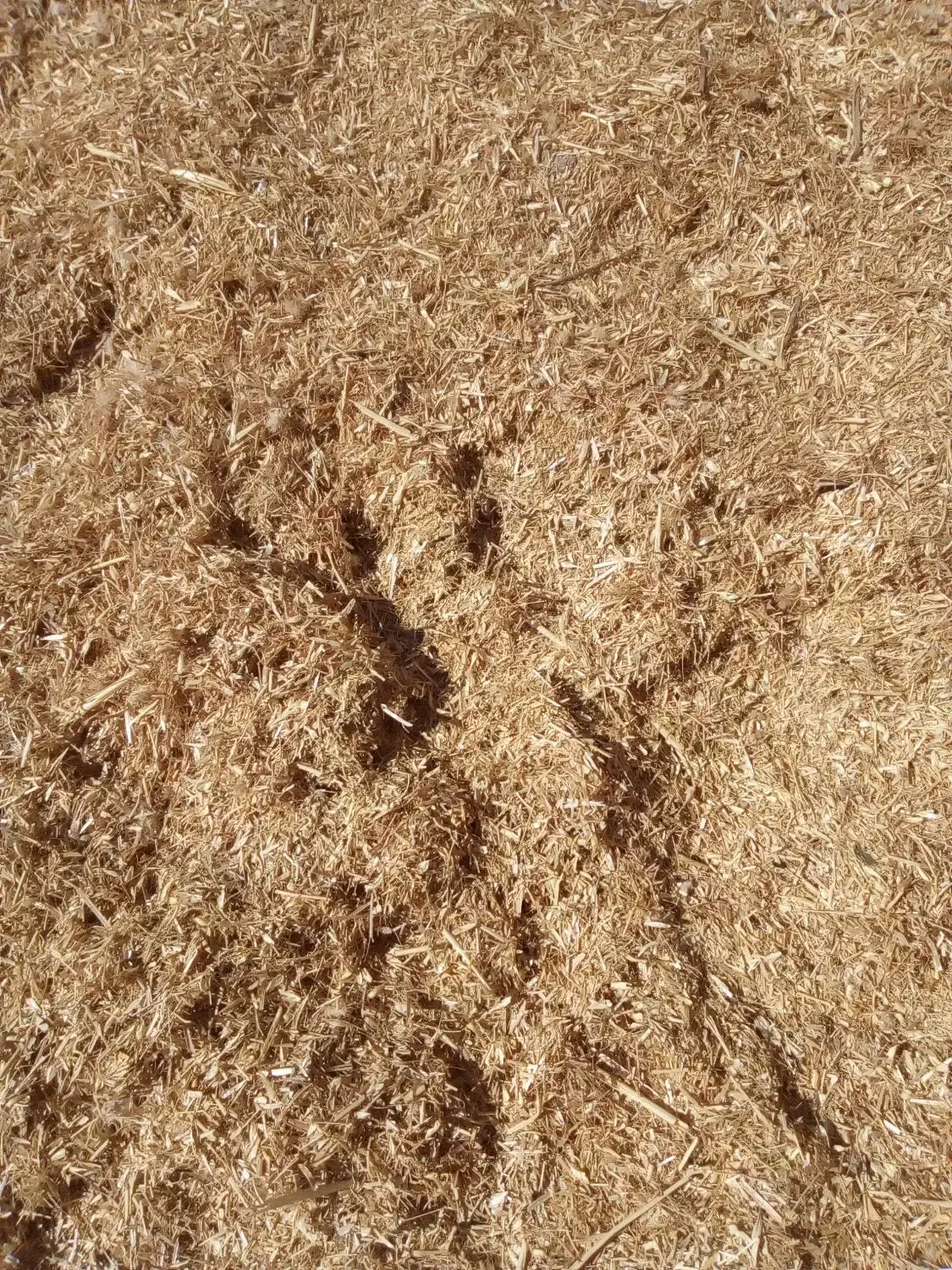 کاه|عمده‌فروشی|شراء, |دیوار