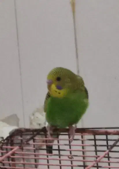 یک عدد مرغ عشق نر زیبا|پرنده|بندر کنگان, |دیوار