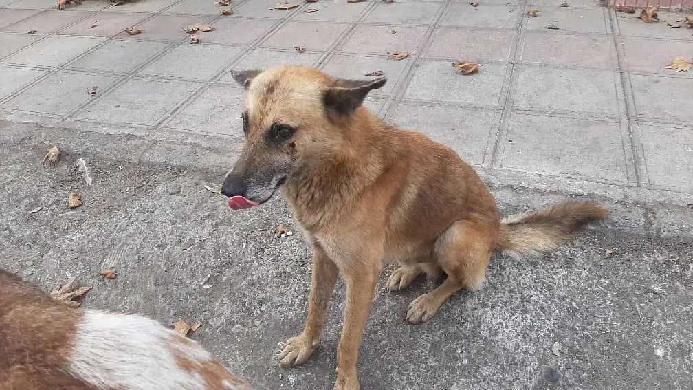 سگ مهربون واگذاری|سگ|رشت, گلسار|دیوار