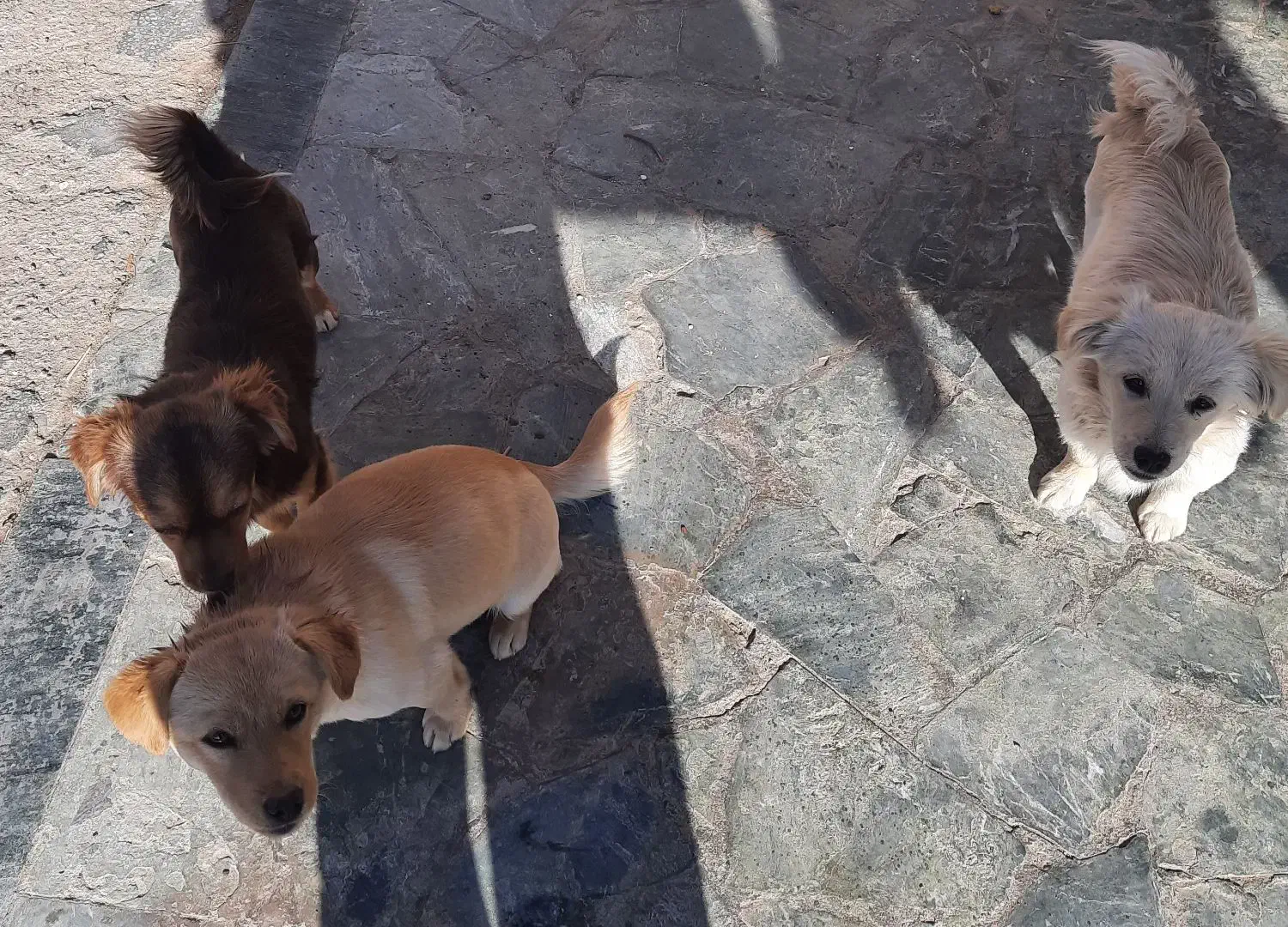 سگ پا کوتاه|سگ|خوسف, |دیوار