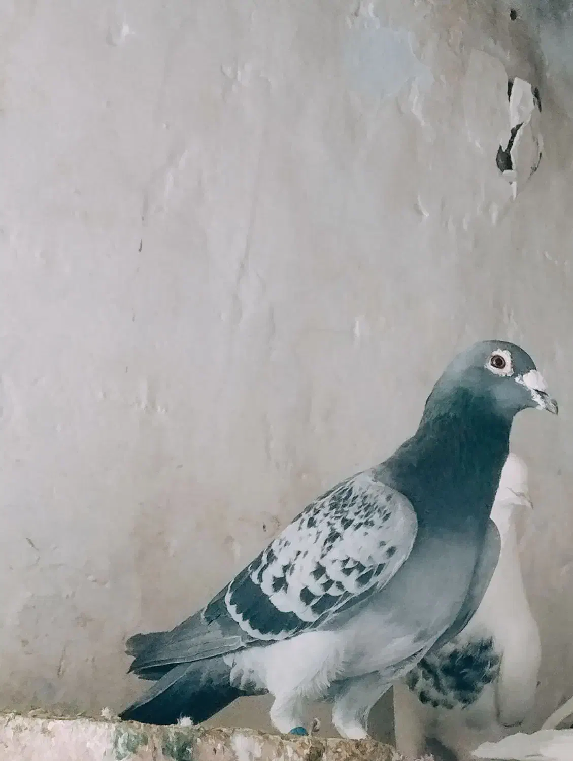 پلاکی نر|پرنده|لالجین, |دیوار