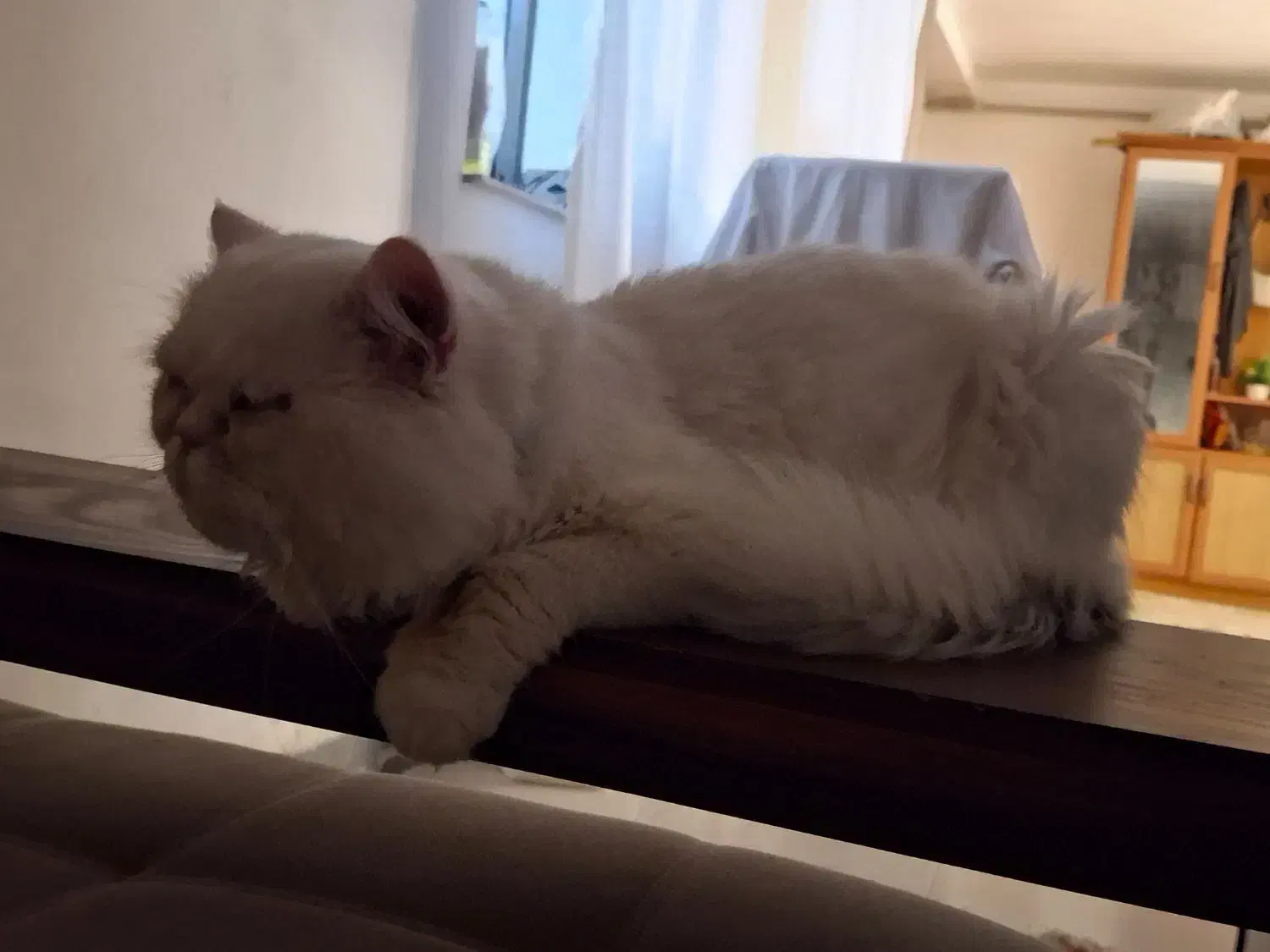 گربه نر جفتگیری|گربه|قائم‌شهر, |دیوار