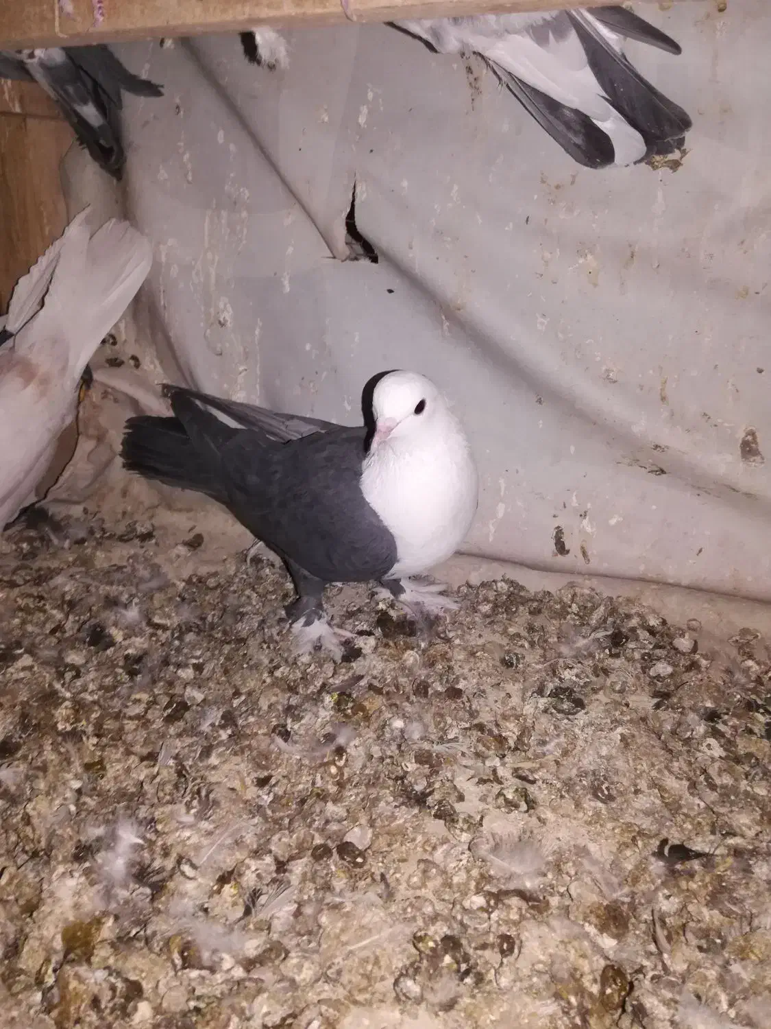 تعدادی کبوترساعتی خوش رنگ|پرنده|شاهرود, |دیوار