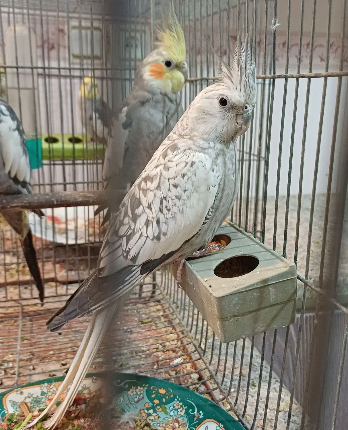 فروش پرنده|پرنده|سامان, |دیوار