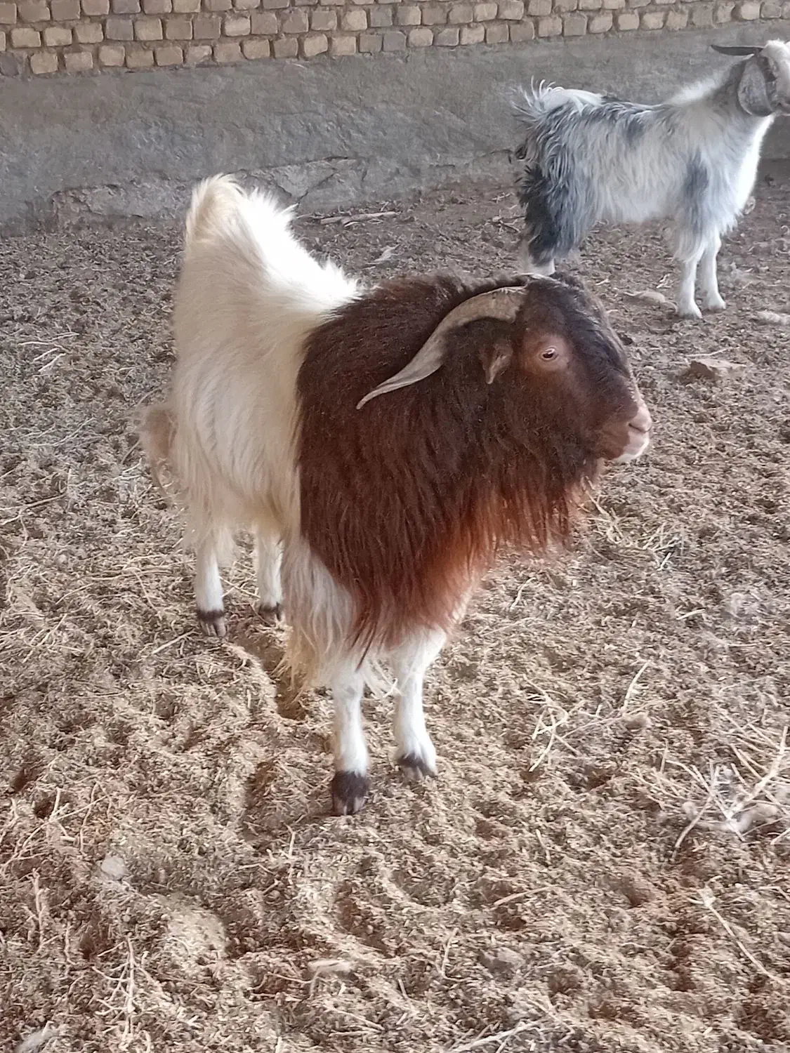 حیوانات مزرعه|حیوانات مزرعه|قائن, |دیوار