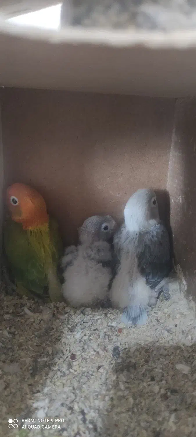 سرلاکی برزیلی پاربلو و یووینگ گلد و راهب|پرنده|سوسنگرد, |دیوار