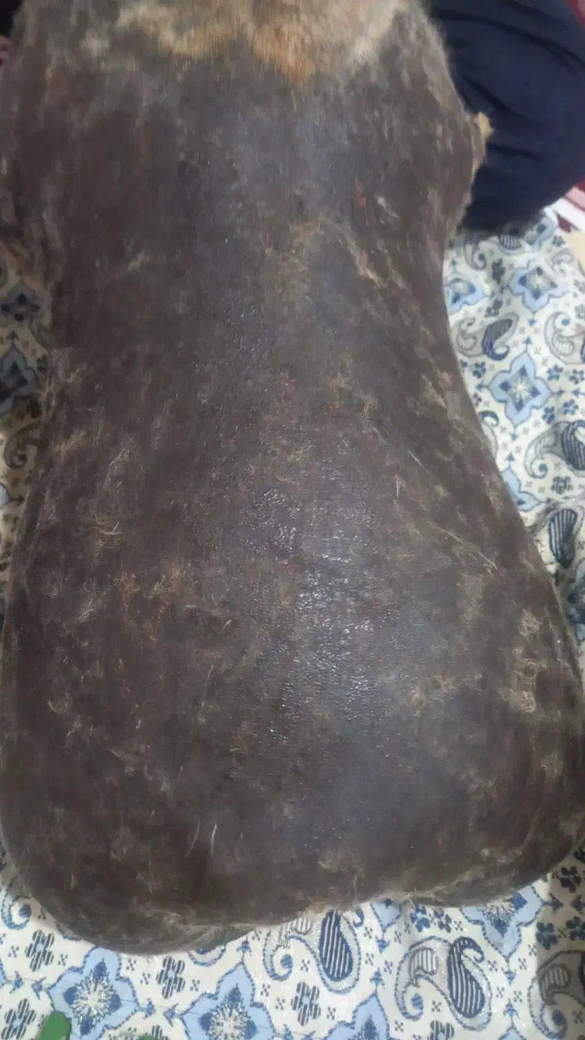 ۱۴۰۰|خوردنی و آشامیدنی|نورآباد, |دیوار