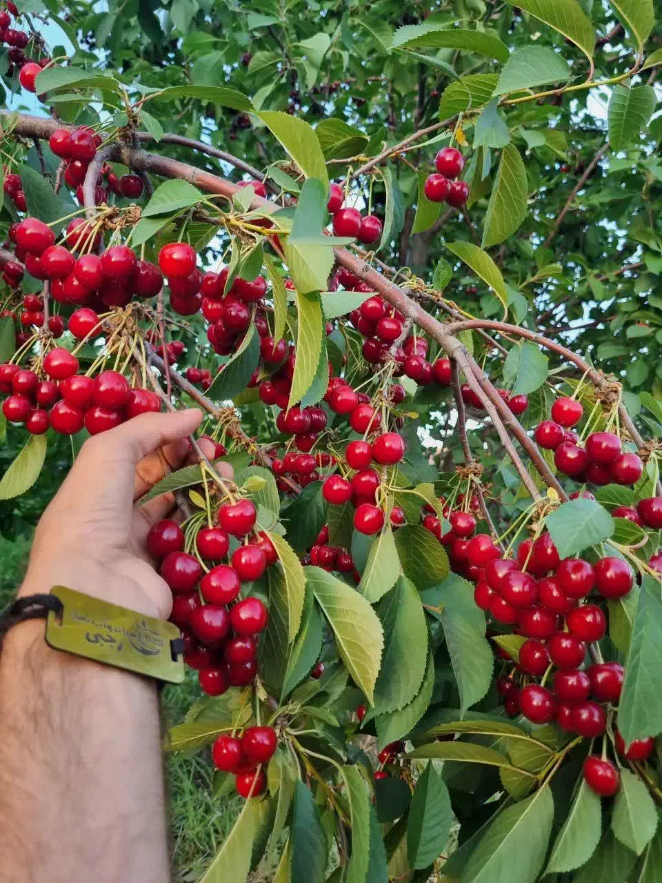 تولید نهال آلبالو مجارستان|خدمات باغبانی و درختکاری|شاهین دژ, |دیوار