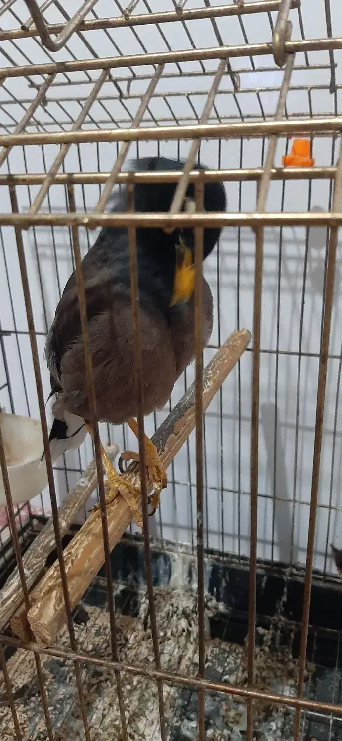 مرغ مینا سخنگوباهوش و زبل|پرنده|اسلام‌شهر, شهرک محمدیه|دیوار