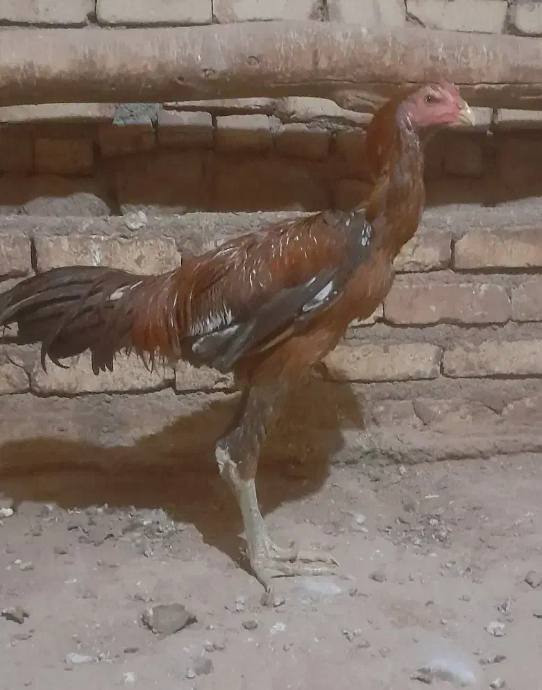 جوجه خروس لاری|حیوانات مزرعه|تربت جام, پاسداران|دیوار